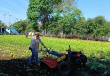 Horta urbana do FAC transforma produção em solidariedade