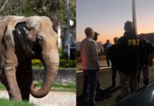 Elefante Sandro passa por Campo Grande rumo a novo lar em santuário no MT