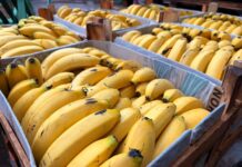 Dia Mundial da Banana: fruta tem peso no abastecimento de Mato Grosso do Sul