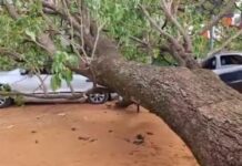 Vídeo: árvore cai sobre veículos no Bairro Parque do Lageado