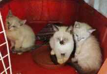 Gatinhos procuram uma nova família em feira de adoção em Campo Grande; veja como adotar