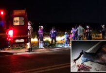 Ciclistas encontram motorista desacordado após carro bater em cavalo na BR-060