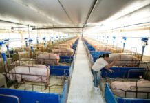 Suinocultura cresce e setor busca caminhos para atrair e reter profissionais