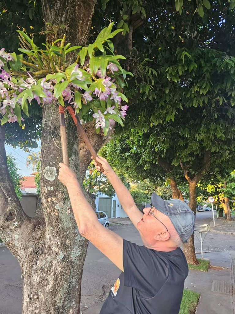 Dia da Árvore: Sombra para todos na esquina verde dos seis oitis Dia da Árvore: Sombra para todos na esquina verde dos seis oitis