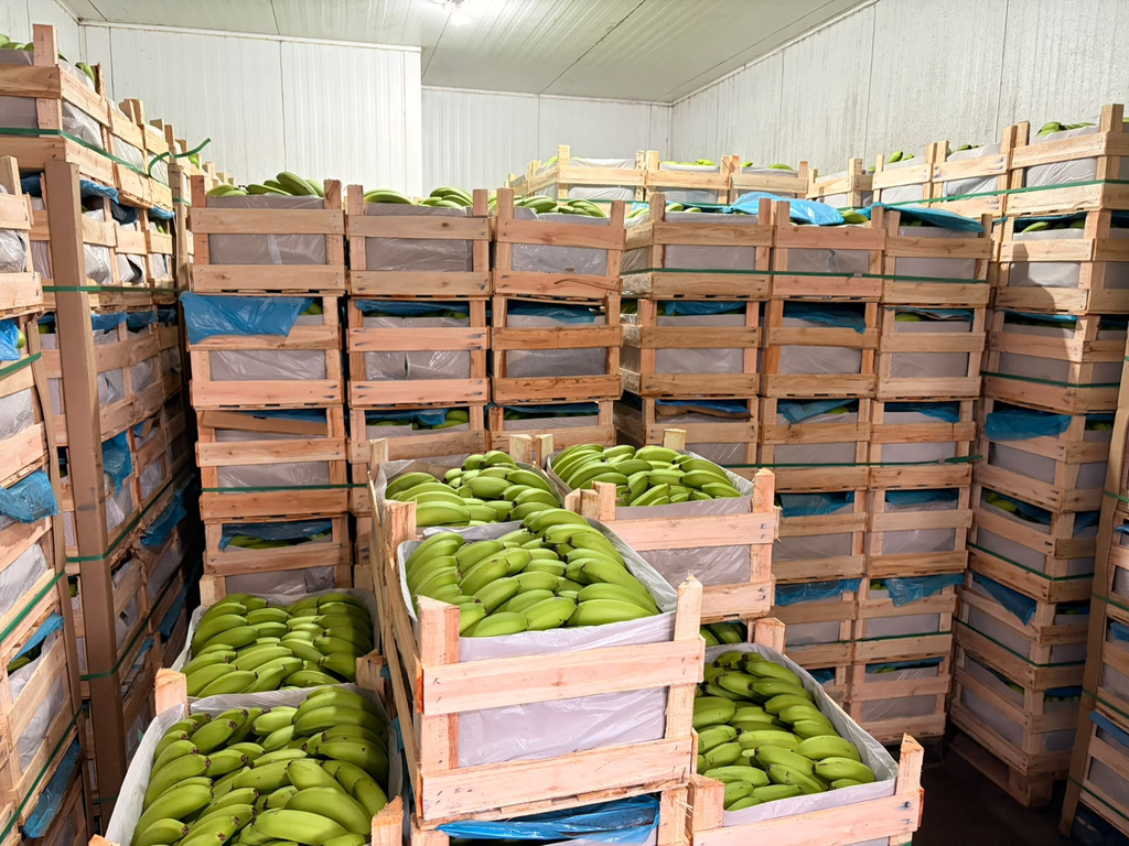 Dia Mundial da Banana: fruta tem peso no abastecimento de Mato Grosso do Sul Dia Mundial da Banana: fruta tem peso no abastecimento de Mato Grosso do Sul