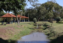 Com parceria, Prefeitura amplia neste sábado arborização do Parque Antenor Martins