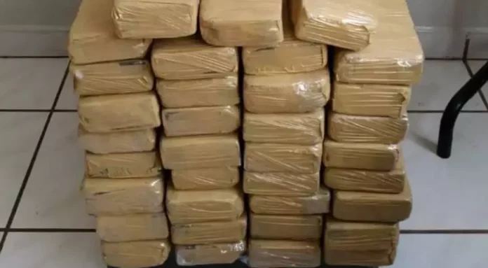 maconha