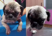 Mais uma mulher é presa em flagrante por maus-tratos a cachorro em Aquidauana