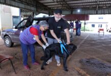 Prefeitura descentraliza vacinação antirrábica para atender diferentes regiões de Dourados