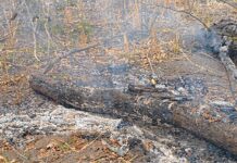 Queimada destruiu mais de 2 mil hectares de vegetação nativa em Aquidauana
