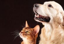 Ivinhema firma TAC com MPMS e terá estrutura ampliada de proteção animal