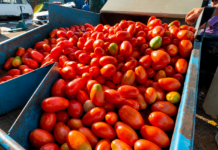 Tomate chega passa dos R$ 200 a caixa na CEASA/MS após alta nos preços
