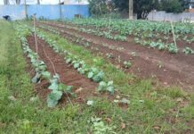 FAC promove Dia de Campo com educação ambiental
