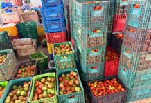 Chuvas pressionam preços da alface e cebola na CEASA/MS; tomate chega a R$ 200