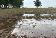 Excesso de chuva exige atenção no plantio da soja, reforça Aprosoja/MS