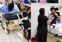 Vídeo: cachorrinho acompanha tutor ferido por corredores de hospital e emociona a web