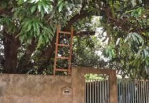 Idoso de 73 anos morre ao cair de escada enquanto podava mangueira na Capital