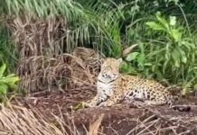 Senador eleito Reinaldo Azambuja flagra onça-pintada durante pescaria no pantanal