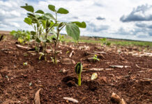 Plantio da soja chega a 52,6% da área prevista em Mato Grosso do Sul