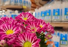 Preço de flores para o Dia de Finados varia mais de 200% em Campo Grande, aponta Procon