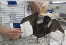 Campo Grande registra 14 morcegos com raiva em 2026; vacinação de pets não chega a 17%