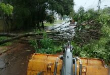Prefeitura remove árvores após chuva superar metade da média mensal em Dourados