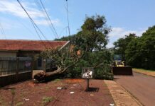 Prefeitura de Dourados remove árvores após chuva intensa e ventos de até 80 km/h
