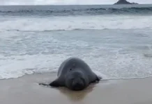 Elefante-marinho atrai atenção de banhistas em praia do Rio
