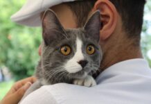 Companhia que transforma: como os pets influenciam a rotina e a saúde emocional das pessoas