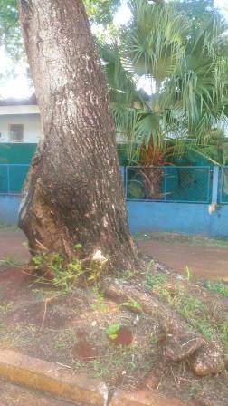 Direção de Escola teme que árvore caia sobre o telhado