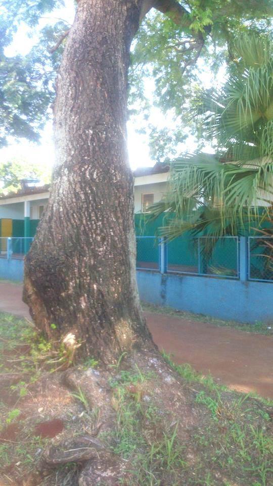 Direção de Escola teme que árvore caia sobre o telhado