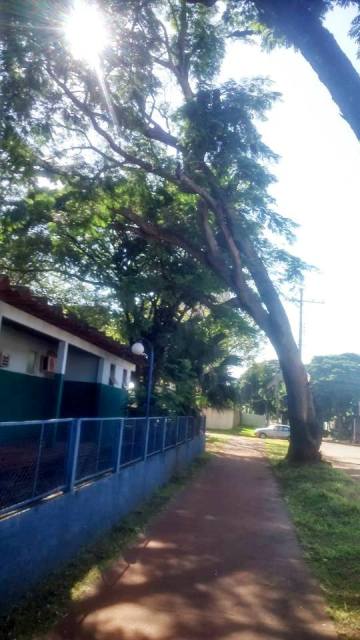 Direção de Escola teme que árvore caia sobre o telhado