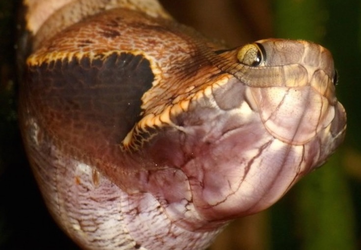 Borboleta se disfarça de cobra para não ser atacada por predadores