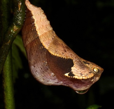 Borboleta se disfarça de cobra para não ser atacada por predadores