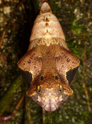 Borboleta se disfarça de cobra para não ser atacada por predadores