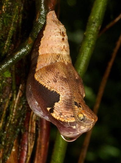 Borboleta se disfarça de cobra para não ser atacada por predadores