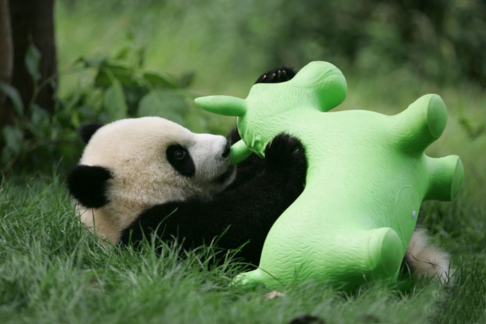 Localizada na China, creche para pandas faz sucesso na internet como sendo o lugar “mais adorável do planeta”
