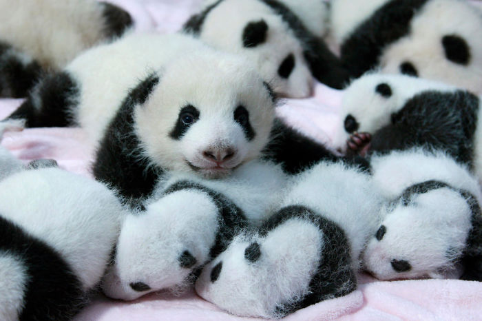 Localizada na China, creche para pandas faz sucesso na internet como sendo o lugar “mais adorável do planeta”