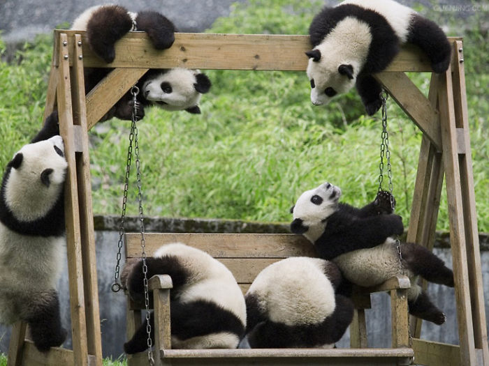 Localizada na China, creche para pandas faz sucesso na internet como sendo o lugar “mais adorável do planeta”