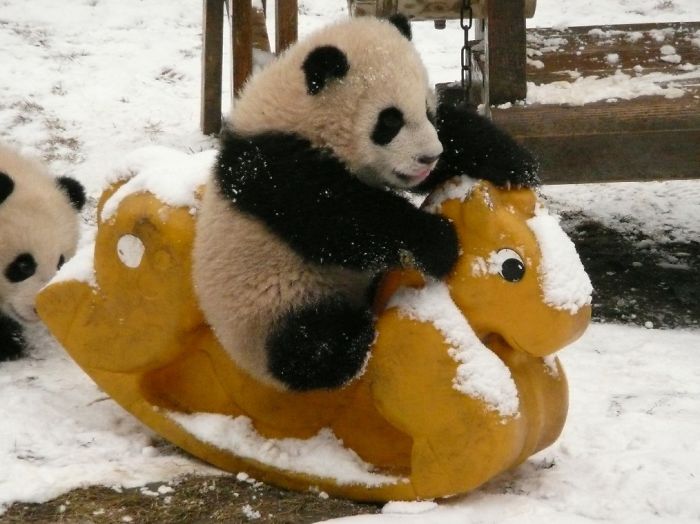 Localizada na China, creche para pandas faz sucesso na internet como sendo o lugar “mais adorável do planeta”