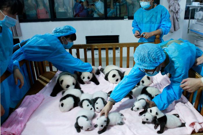 Localizada na China, creche para pandas faz sucesso na internet como sendo o lugar “mais adorável do planeta”