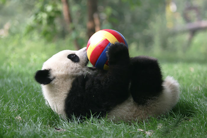 Localizada na China, creche para pandas faz sucesso na internet como sendo o lugar “mais adorável do planeta”