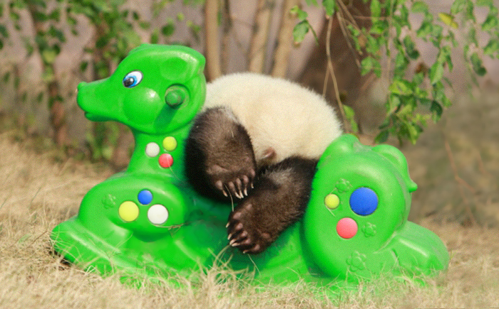 Localizada na China, creche para pandas faz sucesso na internet como sendo o lugar “mais adorável do planeta”