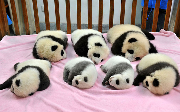Localizada na China, creche para pandas faz sucesso na internet como sendo o lugar “mais adorável do planeta”