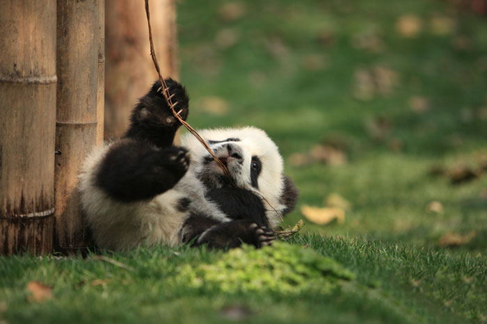 Localizada na China, creche para pandas faz sucesso na internet como sendo o lugar “mais adorável do planeta”