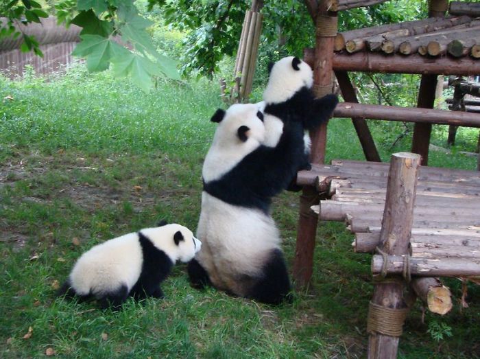 Localizada na China, creche para pandas faz sucesso na internet como sendo o lugar “mais adorável do planeta”