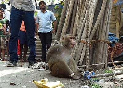 Macaco acusado de roubo é amarrado e detido por autoridades na Índia