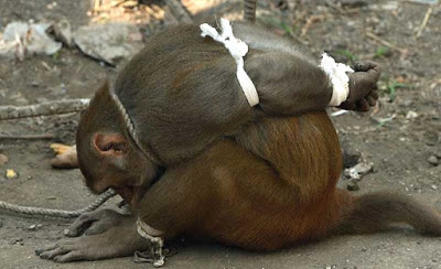 Macaco acusado de roubo é amarrado e detido por autoridades na Índia