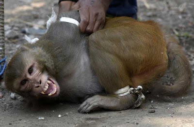 Macaco acusado de roubo é amarrado e detido por autoridades na Índia