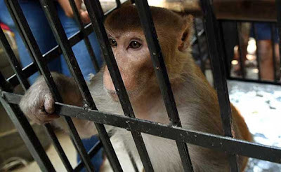 Macaco acusado de roubo é amarrado e detido por autoridades na Índia
